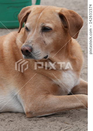 Close-up portrait of a relaxed tan and white domestic dog at rest on the ground, gaze cast to the side Close-up portrait of a relaxed tan and white domestic dog at rest on the ground, gaze cast to the side 142631574