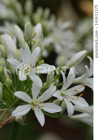 Close-up of Delicate White African lily, Agapanthus africanus Flowers Bloom with Green Buds, a Symbol of Purity and Freshness in Nature Close-up of Delicate White African lily, Agapanthus africanus Flowers Bloom with Green Buds, a Symbol of Purity and Freshness in Nature 142631575