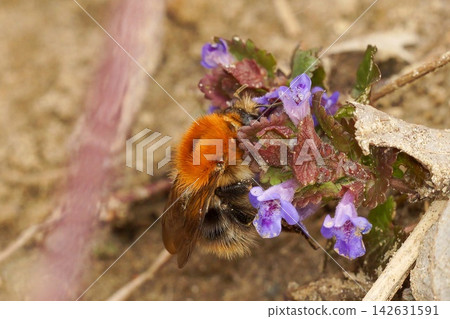 Close-up of a Busy Pollinator on Purple Flowers with Soft Background 142631591