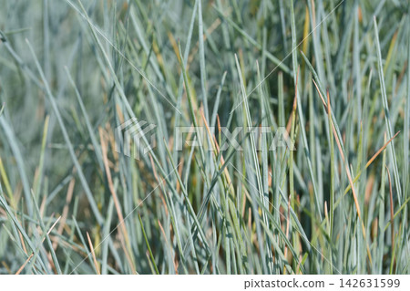 Close-up of Blue-Green Ornamental Grass Blades in Natural Sunlight, Evoking Serene and Earthy Textures Close-up of Blue-Green Ornamental Grass Blades in Natural Sunlight, Evoking Serene and Earthy Textures 142631599