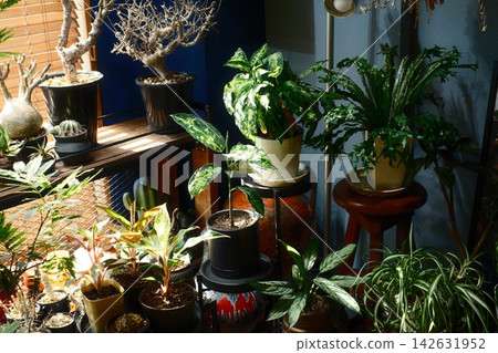 窗邊擺放著一排盆栽植物和室內植物，陽光可以照射進來。 142631952