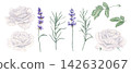 Watercolor white roses, lavender sprigs, rose leaves, and green stems illustration set on isolated background. Botanical clipart collection for wedding invitations, romantic stationery, floral design 142632067