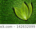 Three green leaves on grass concept of unity and teamwork 142632099