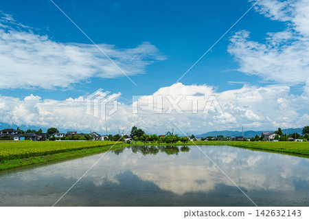 水稻田注滿水以控制雜草 水稻田注滿水以控制雜草 142632143