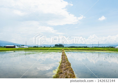 向八嶽山脈方向,稻田裡注滿了水以控制雜草。 向八嶽山脈方向,稻田裡注滿了水以控制雜草。 142632144