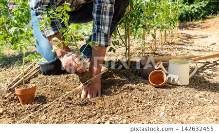 Planting tomato seedlings in the ground by hand. Agriculture. Planting tomato seedlings in the ground by hand. Agriculture. 142632455