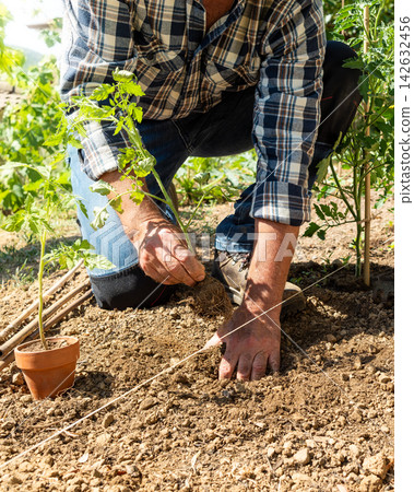 Planting tomato seedlings in the ground by hand. Agriculture. Planting tomato seedlings in the ground by hand. Agriculture. 142632456