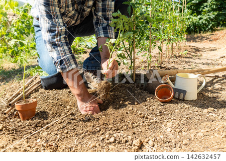 Planting tomato seedlings in the ground by hand. Agriculture. 142632457