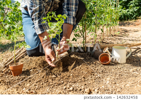 Planting tomato seedlings in the ground by hand. Agriculture. Planting tomato seedlings in the ground by hand. Agriculture. 142632458