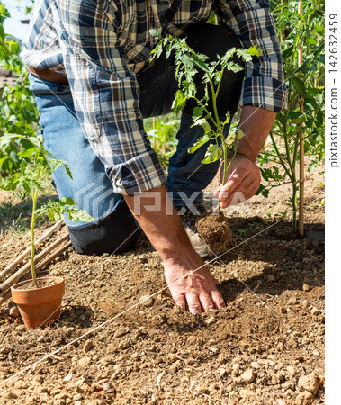 Planting tomato seedlings in the ground by hand. Agriculture. Planting tomato seedlings in the ground by hand. Agriculture. 142632459