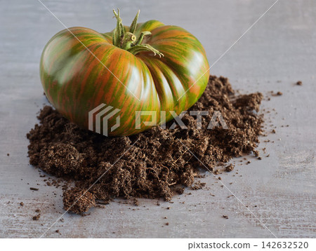 Striped Multicolored Tomato on Garden Soil in Rustic Gardening Composition Striped Multicolored Tomato on Garden Soil in Rustic Gardening Composition 142632520