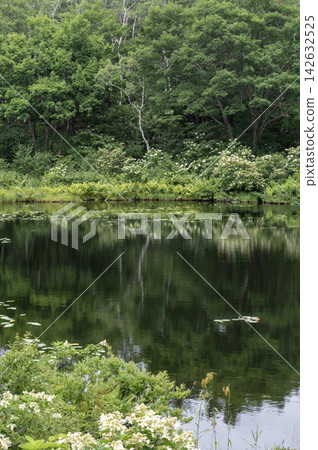夏季,志賀高原一沼池倒映著鬱鬱蔥蔥的森林和水生植物的景色。 夏季,志賀高原一沼池倒映著鬱鬱蔥蔥的森林和水生植物的景色。 142632525