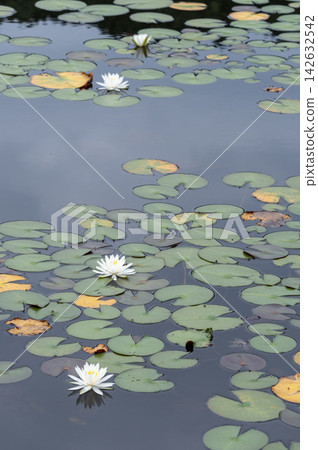 White water lilies blooming on the surface of Ichinuma Pond in Shiga Kogen during summer. White water lilies blooming on the surface of Ichinuma Pond in Shiga Kogen during summer. 142632542
