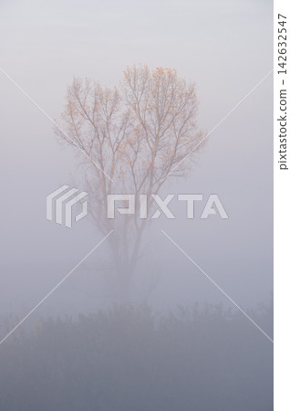 Watarase Floodplain shrouded in thick fog and a single tree bathed in the morning light. Watarase Floodplain shrouded in thick fog and a single tree bathed in the morning light. 142632547