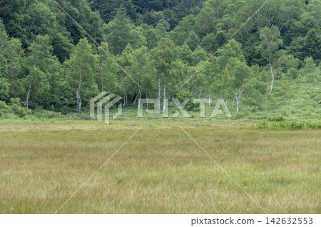 志賀高原田之原濕地夏季的草原和白樺林景觀。 志賀高原田之原濕地夏季的草原和白樺林景觀。 142632553