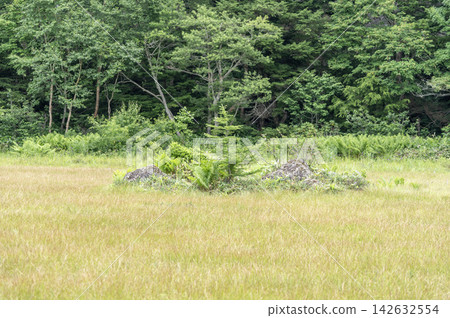 A landscape of a solitary rock and young trees floating in the summer Tanohara Marshland of Shiga Kogen. A landscape of a solitary rock and young trees floating in the summer Tanohara Marshland of Shiga Kogen. 142632554