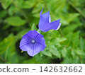 花園裡盛開著紫色的風鈴草 142632662