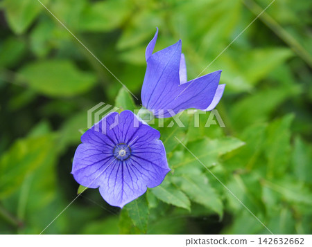 花園裡盛開著紫色的風鈴草 花園裡盛開著紫色的風鈴草 142632662