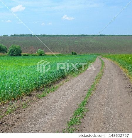Dirt Road Winding Through Green Wheat Fields and Agricultural Countryside Dirt Road Winding Through Green Wheat Fields and Agricultural Countryside 142632767