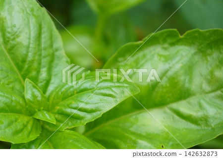 羅勒,香草,可食用 羅勒,香草,可食用 142632873