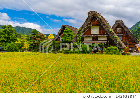 Shirakawa-go and rice fields in early autumn [Shirakawa Village, Gifu Prefecture] 142632884