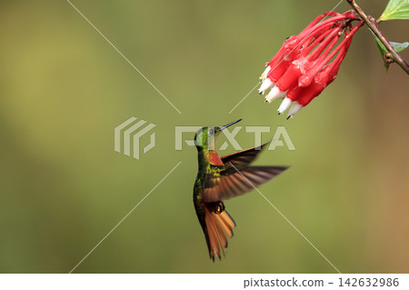 Chamneft Thio Hummingbird Chamneft Thio Hummingbird 142632986
