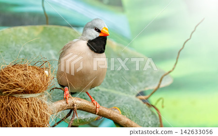Small finch bird near straw nest template for pet store packaging 142633056