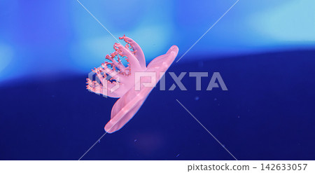 Pink jellyfish swimming in deep blue water aquarium background Pink jellyfish swimming in deep blue water aquarium background 142633057