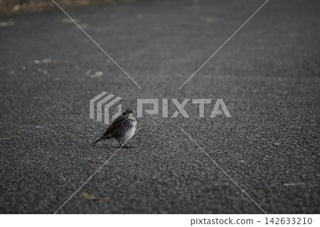 Thrush ⑦ Thrush ⑦ 142633210