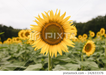 一片向日葵的海洋，為夏天增添色彩 142633376