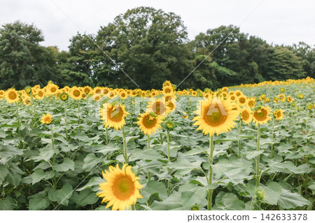 A sea of sunflowers that colors the summer A sea of sunflowers that colors the summer 142633378