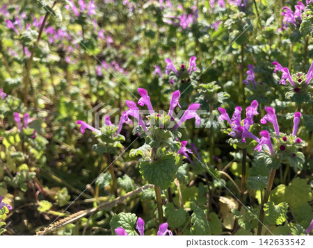 "A small flower (Lamium amplexicaule) blooming in Asuka" - A stroll through Asuka Village, Nara Prefecture "A small flower (Lamium amplexicaule) blooming in Asuka" - A stroll through Asuka Village, Nara Prefecture 142633542