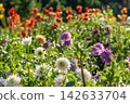 Dahlias bloom in the garden. Bud and bush Dahlia flower 142633704