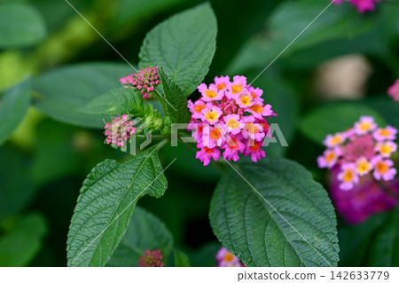 馬纓丹花 馬纓丹花 142633779