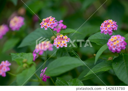 馬纓丹花 馬纓丹花 142633780
