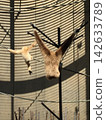 Parent and child of gibbon 142633789