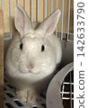 cute bunny ears 142633790