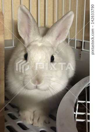 cute bunny ears cute bunny ears 142633790