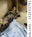 A kitten sleeping in a futon 142633791