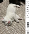 A lying kitten 142633792