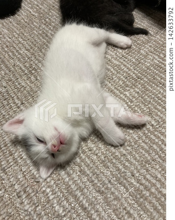 A lying kitten A lying kitten 142633792