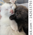 Black and white kittens sleeping peacefully together 142633793