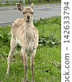 Deer eating grass 142633794