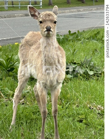 Deer eating grass Deer eating grass 142633794
