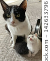 Cat parent and child 142633796