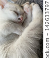 A sound sleeping cat 142633797