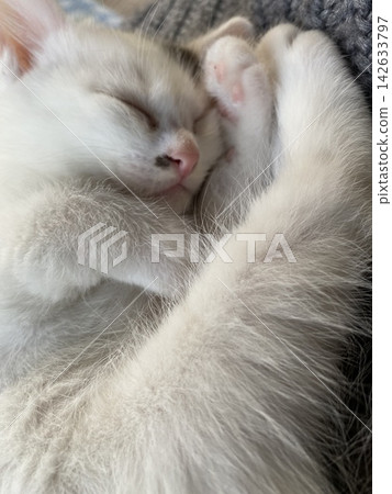 A sound sleeping cat A sound sleeping cat 142633797