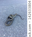 A Japanese rat snake clinging to the road 142633804