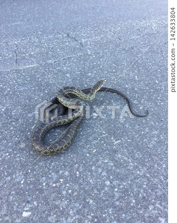 A Japanese rat snake clinging to the road A Japanese rat snake clinging to the road 142633804