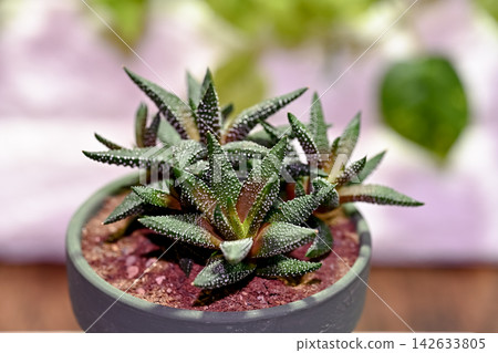 十二卷屬植物 十二卷屬植物 142633805